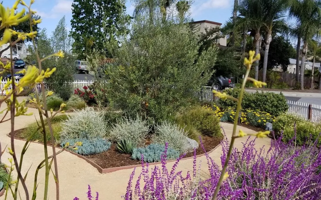 Learn The Basic Principles of Water-Wise Landscaping